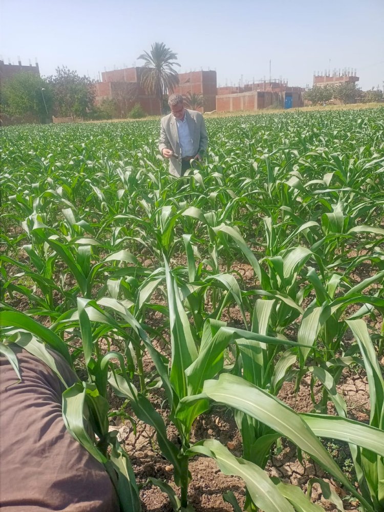 الزراعة تتابع جهود مكافحة الافات للمحاصيل الزراعية