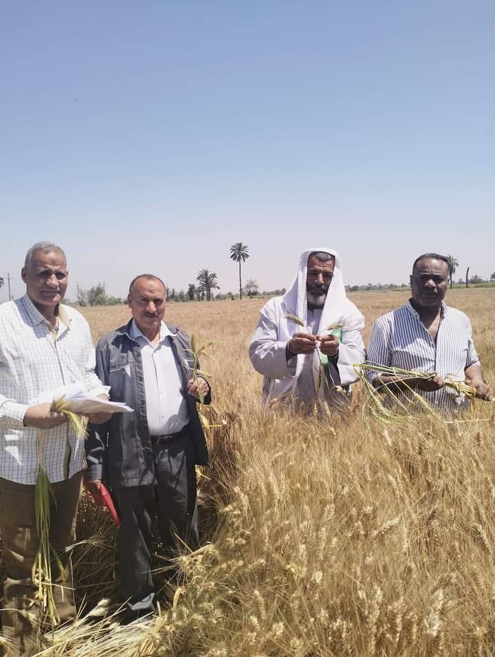 الزراعة:المركزية تتابع العمل في حقول انتاج تقاوي المحاصيل الاستراتيجية