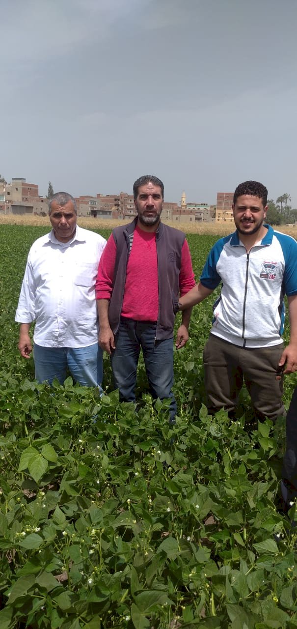 الزراعة تتفد زراعات الخضر والمشاتل بالغربية