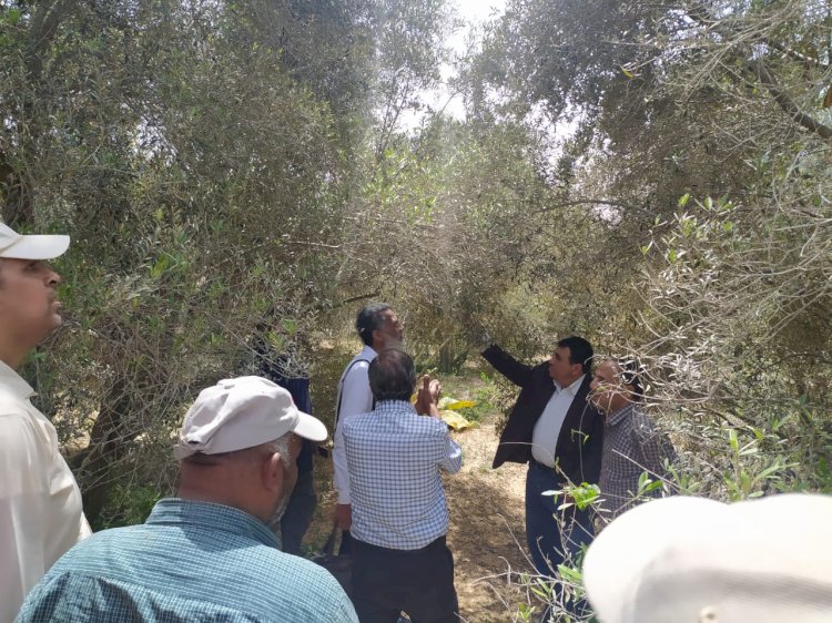 الزراعة:الفرق الارشادية تتابع المحاصيل الاستراتيجية بسيناء