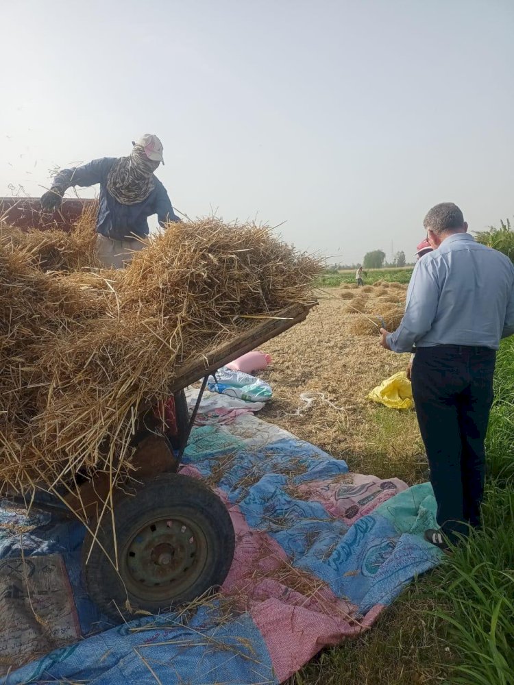 مكافحة الافات تتابع حصاد القمح و المحاصيل الاستراتيجية بدمياط