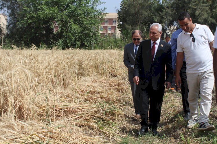 رئيس جامعة المنيا يفتتح موسم حصاد سُلالات القمح عالية الإنتاجية بمزرعة مركز الإنتاج والتدريب الزراعي