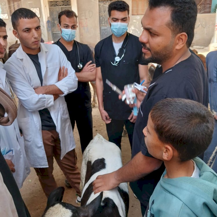 بيطري المنيا: تقديم الخدمات البيطرية لـ 746 رأس ماشية خلال قافلة بيطرية مجانية بقرية سفاى بمركز أبوقرقاص