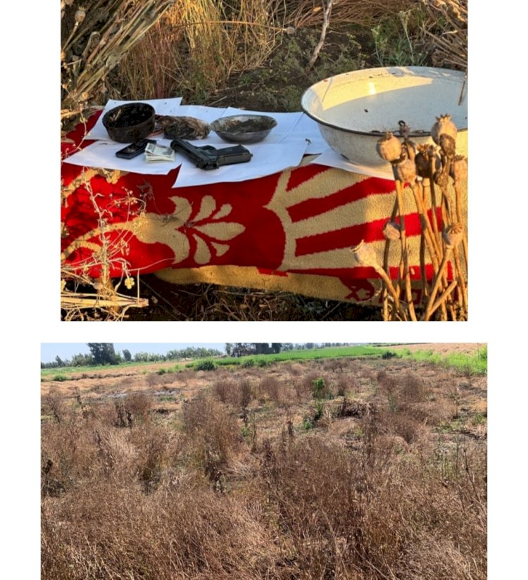 ضبط مزارع لقيامة بزراعة المخدرات بكفر الشيخ