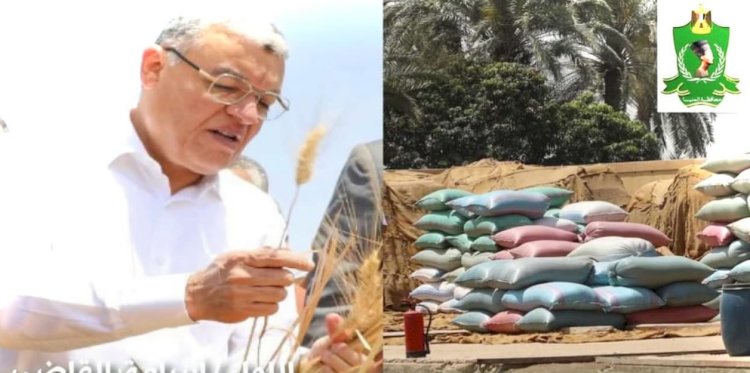 شون وصوامع المنيا تستقبل 178 ألف طن من محصول القمح لموسم حصاد 2024