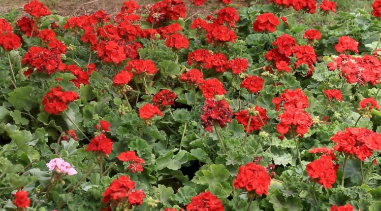 اقبال المواطنين علي معرض الزهور بالدقي