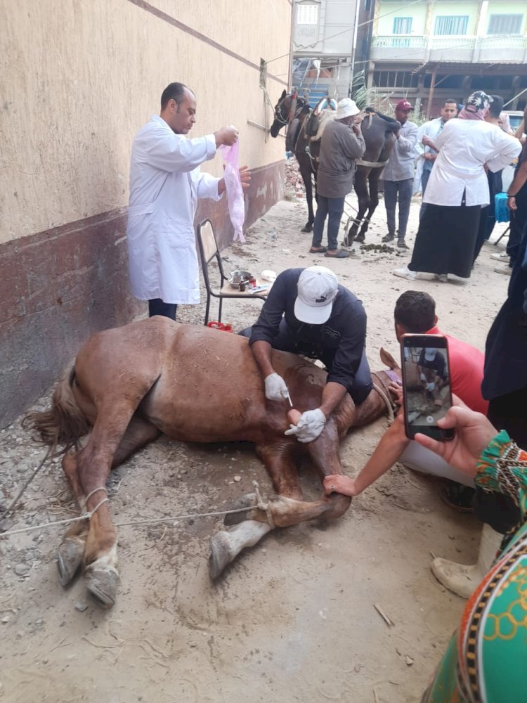 علاج أكثر من "٣٠٠٠"رأس ماشية بدمياط