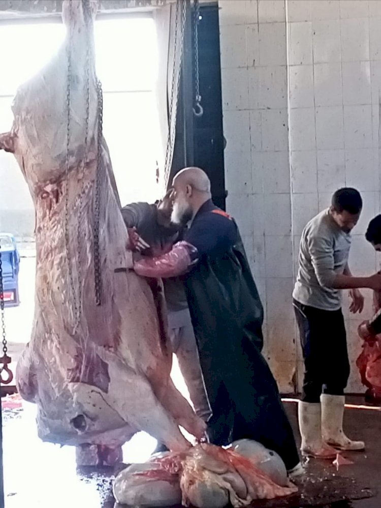 بيطرى المنيا يضبط نصف طن لحوم فاسدة