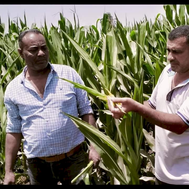 الزراعة تتابع برامج تربية التقاوي والمجازر تستعد لاستقبال عيد الاضحي