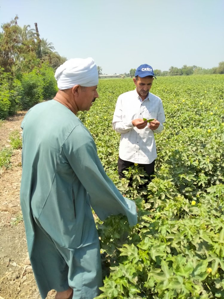 الزراعة تتابع المحاصيل الزراعية في اربعة محافظات