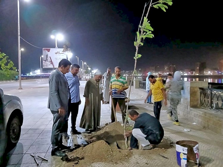 استكمال زراعة الاشجار بطول الكورنيش الشرقي بسوهاج