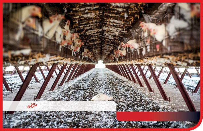 أسعار الفراخ اليوم الاربعاء 3يوليو 2024