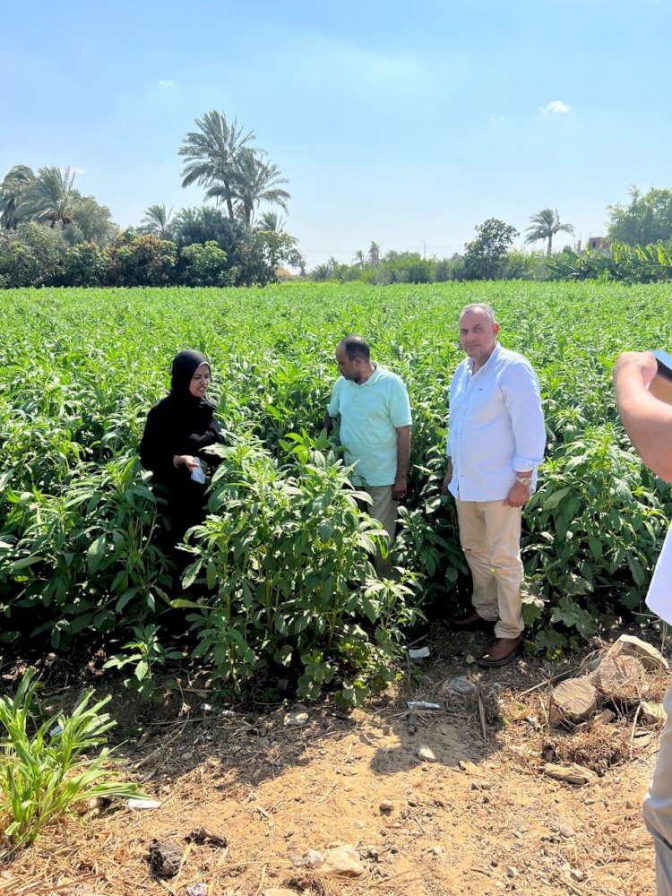 الزراعة تتفقد المحاصيل الزراعية بالسويس والحالة العامة جيدة