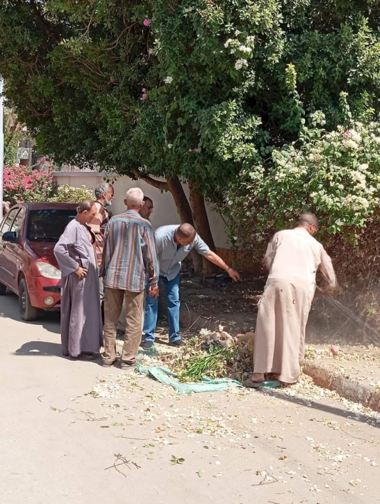 تهذيب الاشجار بشارع المعتقل بقنا