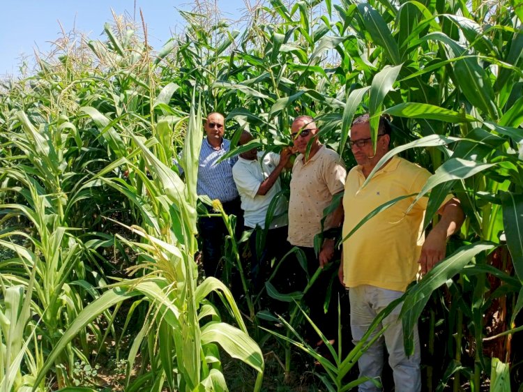 الزراعة:تتفقد الزراعات بالنوبارية والحالة العامة ممتازة