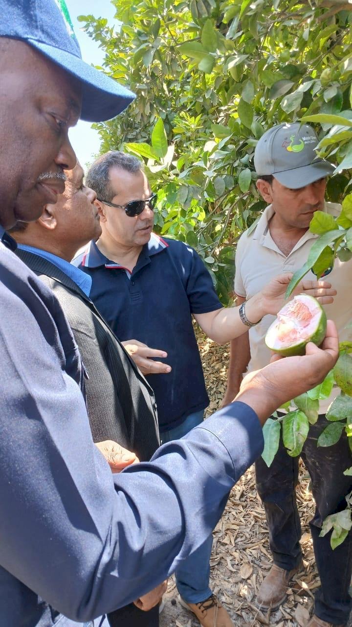 الزراعة: ١٠ سفراء أفارقة تجمع "السادك sADk"يتفقدون محطات التصدير بالطريق الصحراوي