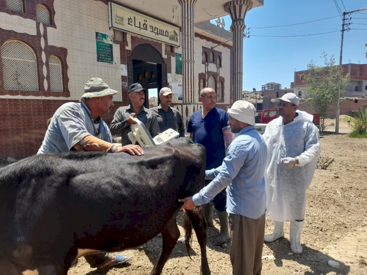 علاج ٩٦٠ رأس ماشية لصغار المربين ببورسعيد