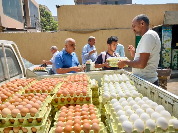 الزراعة تواصل طرح بيض المائدة للمواطنين الكرتونة ب ١٣٠ جنيه