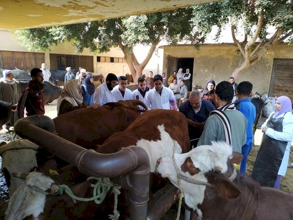 اعطاء اكثر من ٦,٦ مليون جرعة ضد مرض الحمي القلاعية