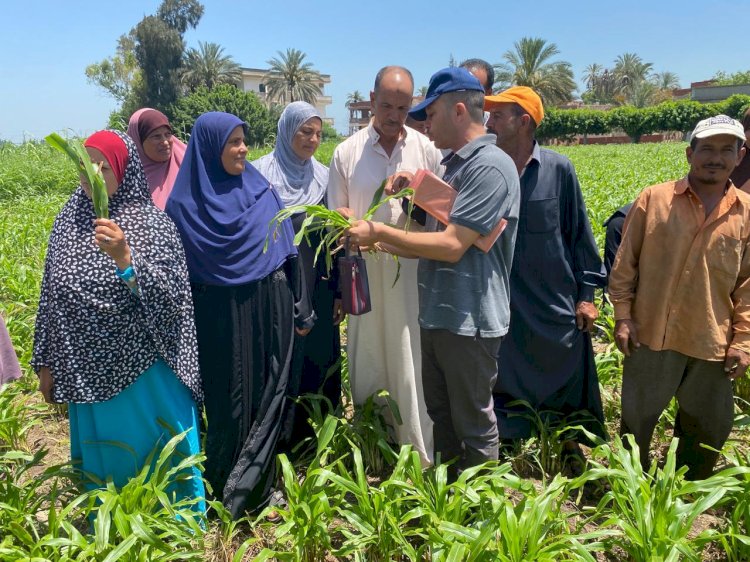 وقاية النباتات يكثف حملاته المرورية علي المحاصيل الصيفية