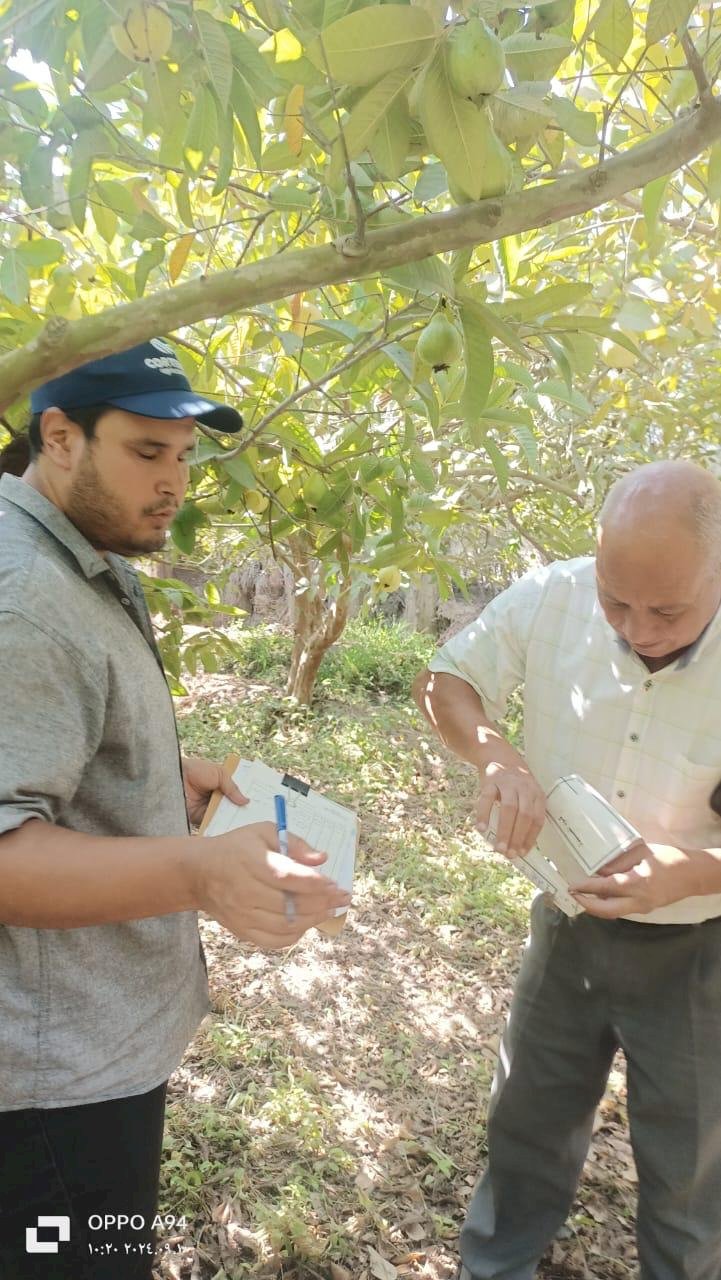 مكافحة الافات تتابع المحاصيل الاستراتيجية