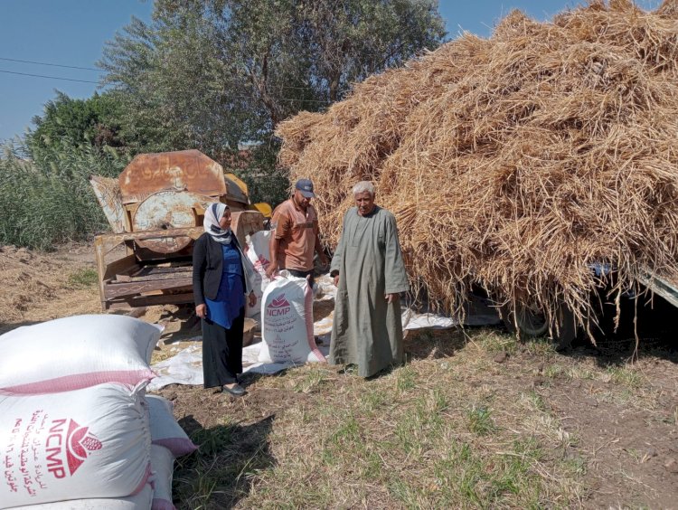 حصاد اكثر من ٦٥% من المساحات المنزرعة بالارز