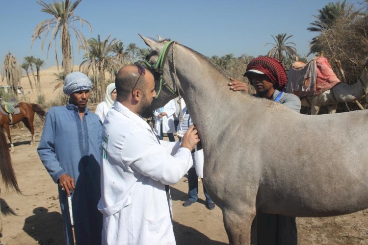 الخدمات البيطرية تعالج ١١٧٧ رأس ماشية من الخيول والجمال والدواب في اطار "بداية"بالهرم