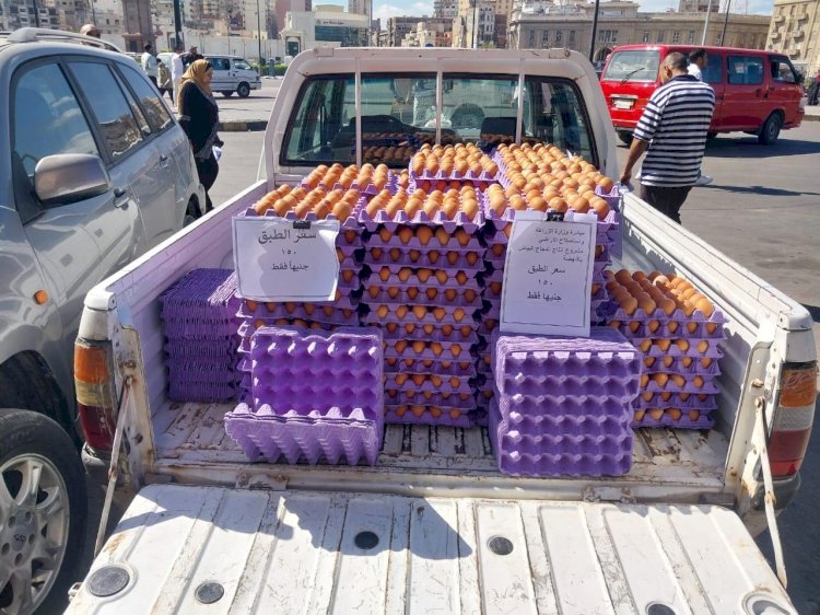 الزراعة تواصل طرح بيض المائدة للمواطنين