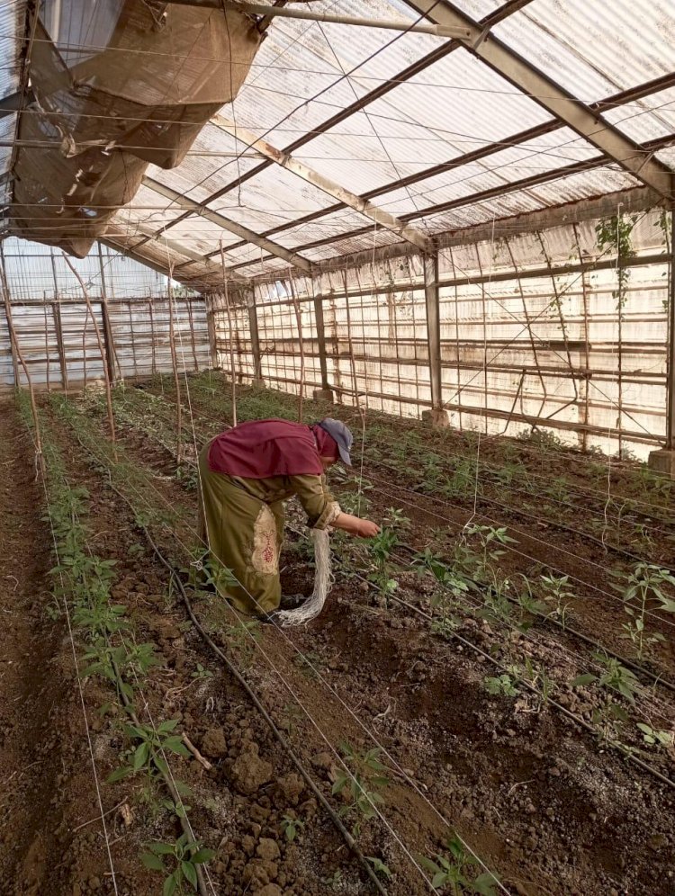 "بالصور" تعاون الحاصلات البستانية والبحوث الزراعية في انتاج محاصيل التصدير
