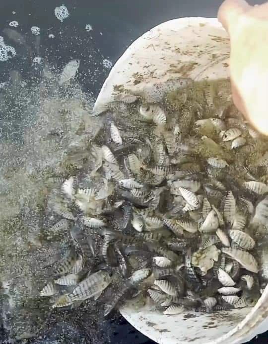 تنمية البحيرات يواصل دعمه للمصايد بإلقاء 5 ملايين وحدة زريعة سمكية في بحيرة السد العالي