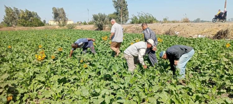 الارشاد الزراعي يستعرض حصاد الأنشطة الإرشادية لمبادرة المراكز الإرشادية الزراعية خلال شهر أكتوبر 2024.