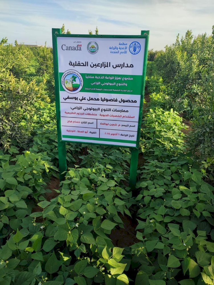 "بالصور" قطاع الاستصلاح والسفارة الكندية والفاو يتابعون تعزيز الزراعة الذكية بالنوبارية
