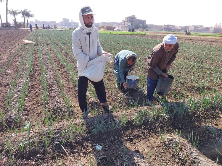 "المركزية للإرشاد الزراعي" تنظم أكثر من ١٥٠ ندوة إرشادية وحقلية في جميع المحافظات