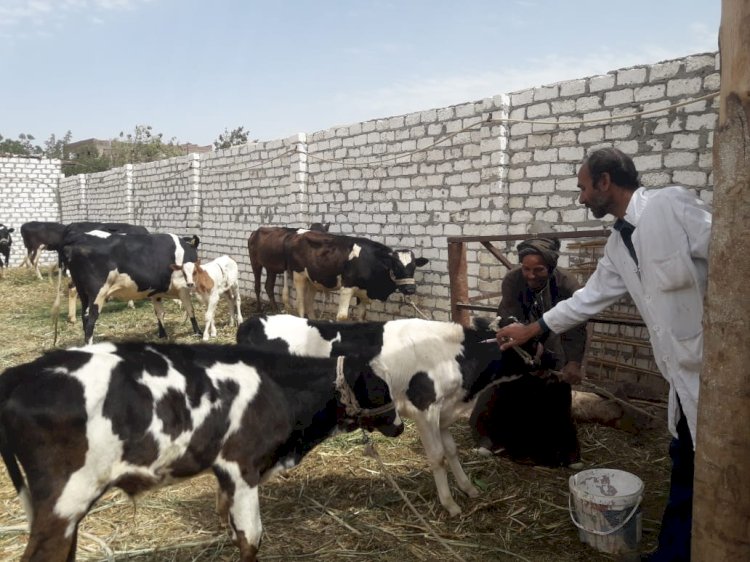 بيطرى المنيا: تقديم 2734 خدمة خلال 5 قوافل مجانية وقائية إرشادية