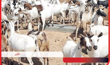 منبر