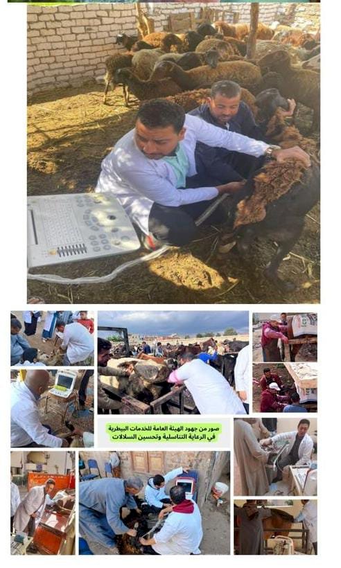 الخدمات البيطرية تستعرض جهودها لزيادةالثروة الحيوانية نوفمبر2024