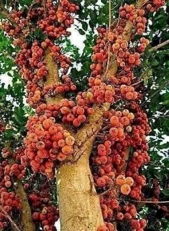 الجميزة في أرضنا .. شعر عبدالعزيز مجاهد سعد المحامي