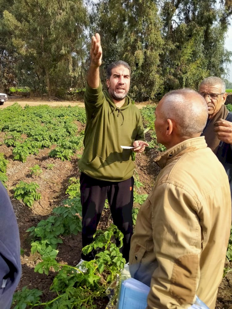 مهندسو "المركزية للبساتين" يتابعون زراعات البطاطس بالغربية