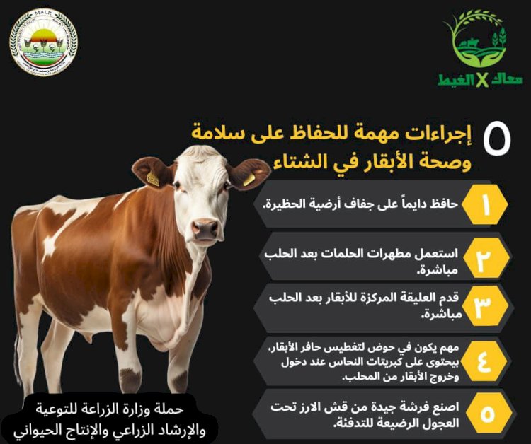 الزراعة: توصيات هامة لرعاية الماشية في فصل الشتاء