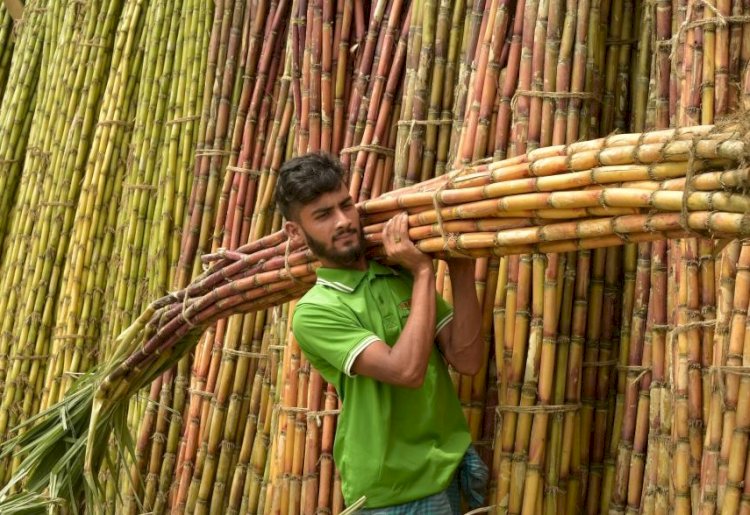 شركة السكر بالمنيا تعلن موعد بدء توريد محصول القصب لموسم 2024/2025