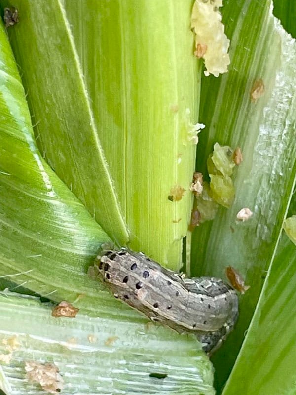 توصيات وقاية النباتات الفنية لمكافحة دودة الحشد الخريفية