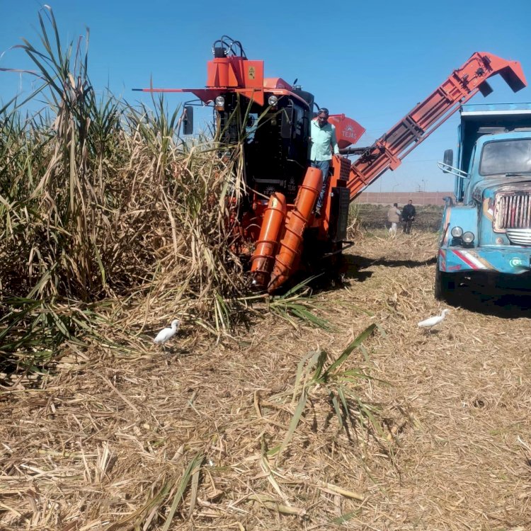 قطاع استصلاح الأراضي تجربة استخدام ماكينة حصاد محصول قصب السكر