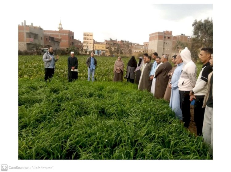 الزراعة تكثيف الجهود الارشادية للمحاصيل الاستراتيجية بكفر الشيخ
