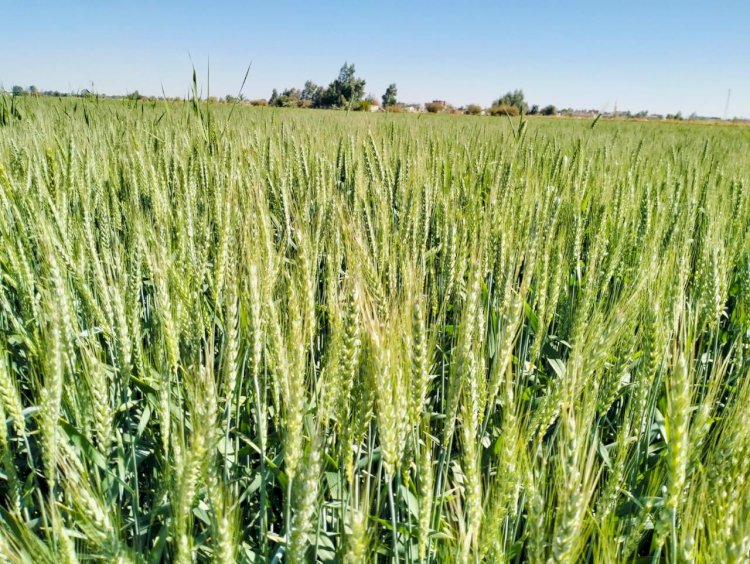 الزراعة: تواصل جهود مكثفة لتنمية القطاع الزراعي في محافظة الوادي الجديد