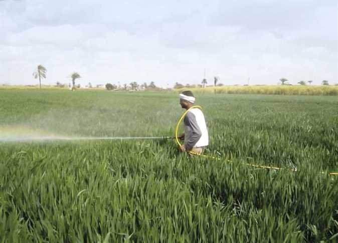 القمح الأعلى في المساحات المنزرعة بالمحاصيل الشتوية بالمنيا