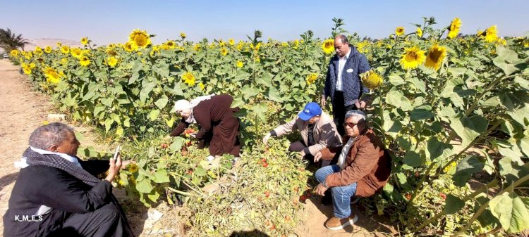 الزراعة تواصل جهودها لتنظم ندوات ارشادية للمحاصيل الاستيراتيجية بسوهاج