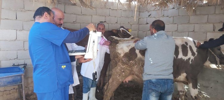 بحوث الصحراء يطلق قافلة بيطرية لتحسين صحة الثروة الحيوانية بسيناء