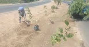 زراعة 27 شتلة مثمرة بمركز مطاى ضمن مبادرة “100 مليون شجرة”