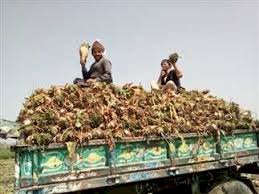 بدء توريد محصول البنجر لمصانع سكر أبوقرقاص بالمنيا