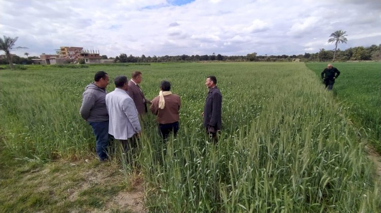 مكافحة الآفات تتابع المحاصيل بالإسماعيلية